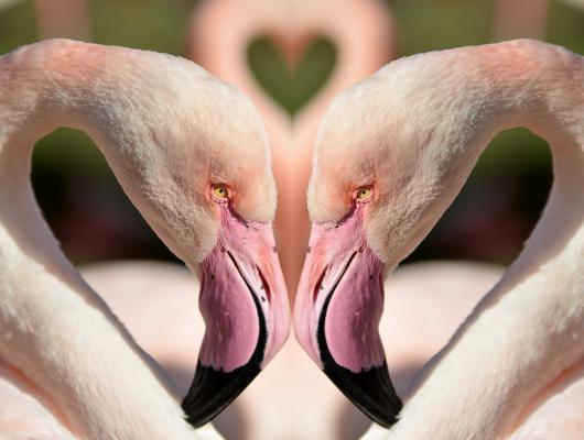 Zajímavosti: srdeční záležitosti zvířat